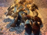 Ducks — photo 2