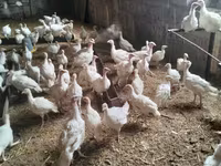 Turkeys — Foto 4