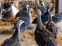 Guinea fowl — photo 4
