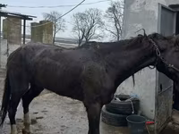 Madyan, Atlar — foto 3