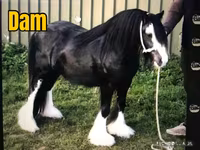At, Gypsy horse — foto 3