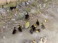 Ducks — photo 1