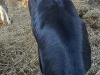 Skot (série, pohlaví neuvedeno), Belgická modrá — foto 3