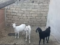 Keçilər (partiya, cinsi göstərilməyib), Keçilər — foto 1