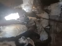 बकरा, बकरियाँ — फ़ोटो 3