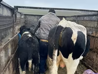 İnək, Russian Black pied cattle — foto 1