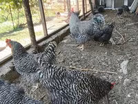 Chickens — photo 5