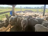 Sheep, Sheep — photo 8