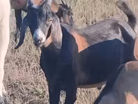 Keçi, Nubian Goat — foto 1