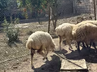 Oveja, Ovejas — foto 8