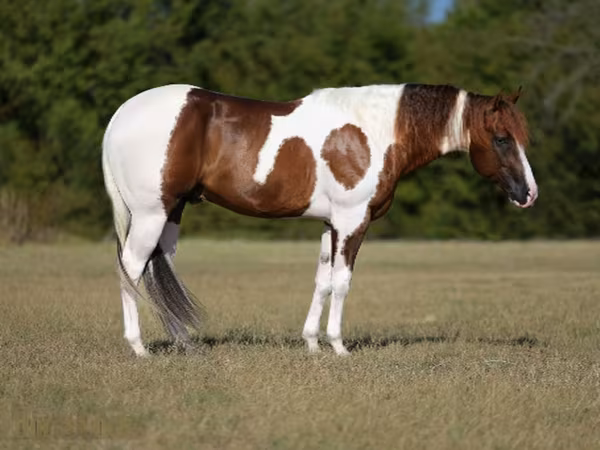 Kůň, American paint horse