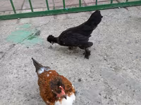 Yapon Bantam — foto 4