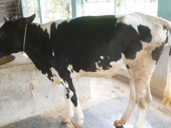 母牛, Russian Black pied cattle