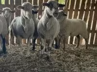 Ovelha, Merinoland sheep — foto 4