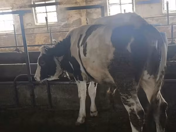 Býk, Simmental cattle