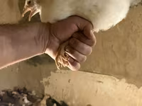 Chickens — photo 6