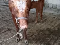 Krava, Simmental cattle — foto 4
