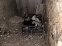 Indias Orientales — foto 4
