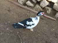 Ducks — photo 2