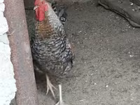 Chickens — photo 5