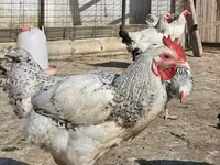 Chickens — foto 2