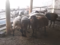 Carnero, Arabi sheep — foto 4