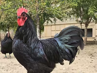 Australorp — foto 4