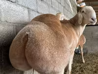 Qoç, Afghan Arabi sheep — foto 1