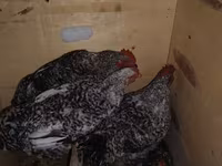 Chickens — zdjęcie 1