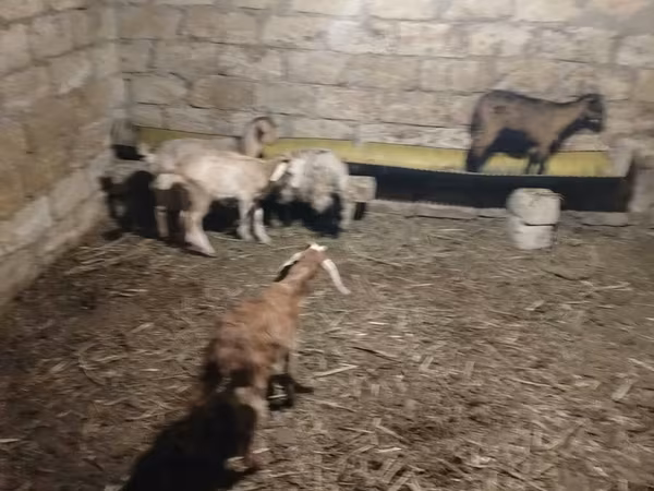 Goats (batch, sex not specified), Goats