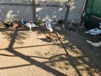 Ayam Ketawa — 2-rasm