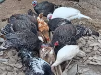 Turkeys — photo 3