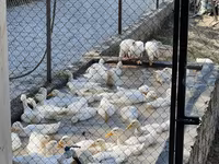 Ducks — photo 3