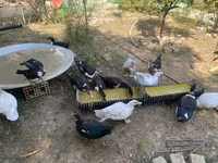 Ducks — 照片 6