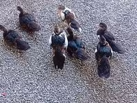 pato criollo doméstico — foto 2