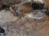 فينيكس — الصورة 1