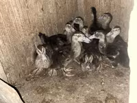 Ev Muskovisi — foto 4