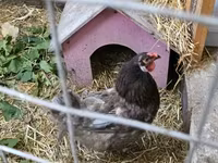 Brahma — photo 2