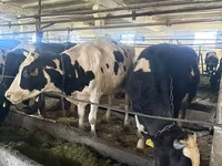 بقرة, Swiss cattle — الصورة 5
