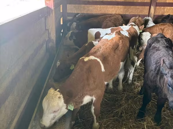 أبقار (دفعة، الجنس غير محدد), Simmental cattle