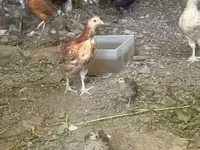 Chickens — Foto 1
