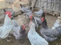 Australorp — foto 4