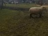 Qoʻchqor, Shroshire sheep — 1-rasm