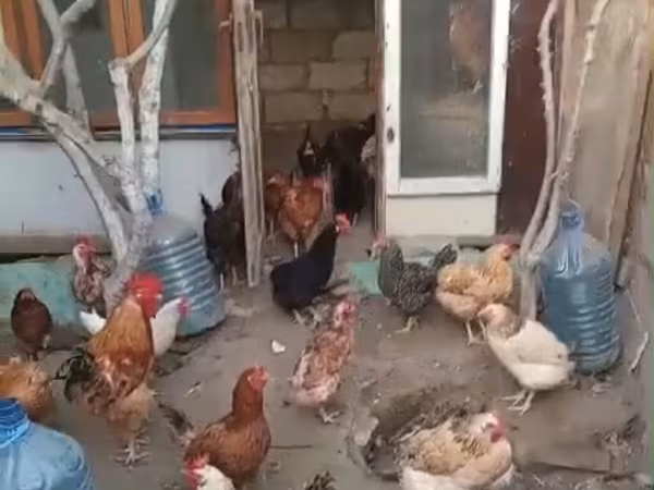 Chickens — Azərbaycan