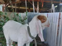 Kozioł, Kamori goats — zdjęcie 4