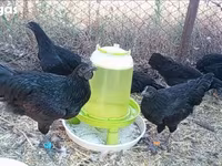 Ayam Cemani — foto 1