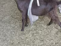 Keçi, LaMancha goats — foto 5