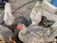 Ducks — photo 2