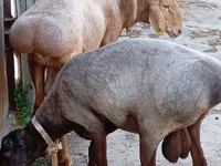 Widder, Ordabasy sheep — Foto 1