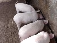 मादा सूअर, सूअर — फ़ोटो 1